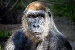 Self Portrait-Gorilla