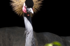 West African Crested Crane