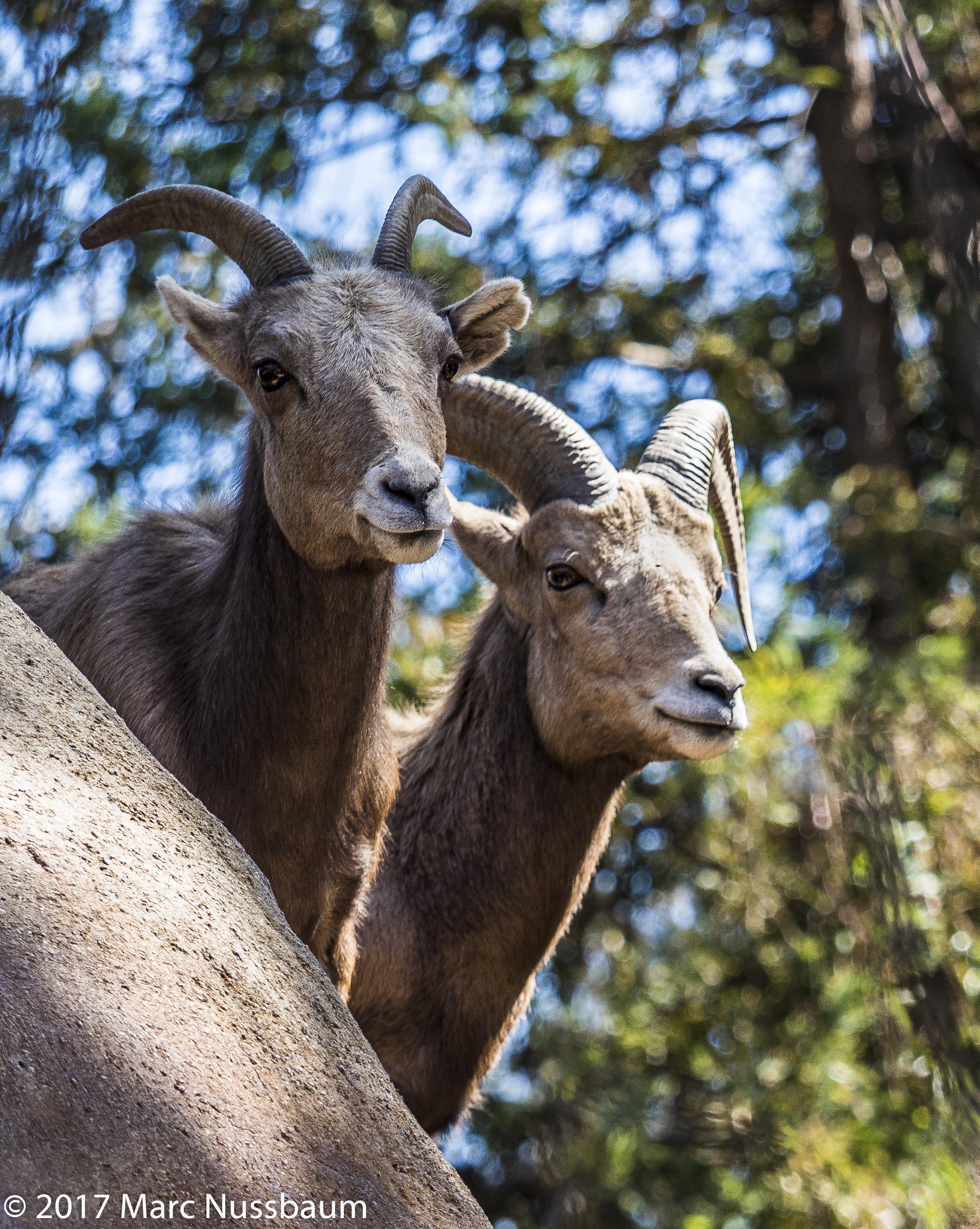 Big Horn Sheep
