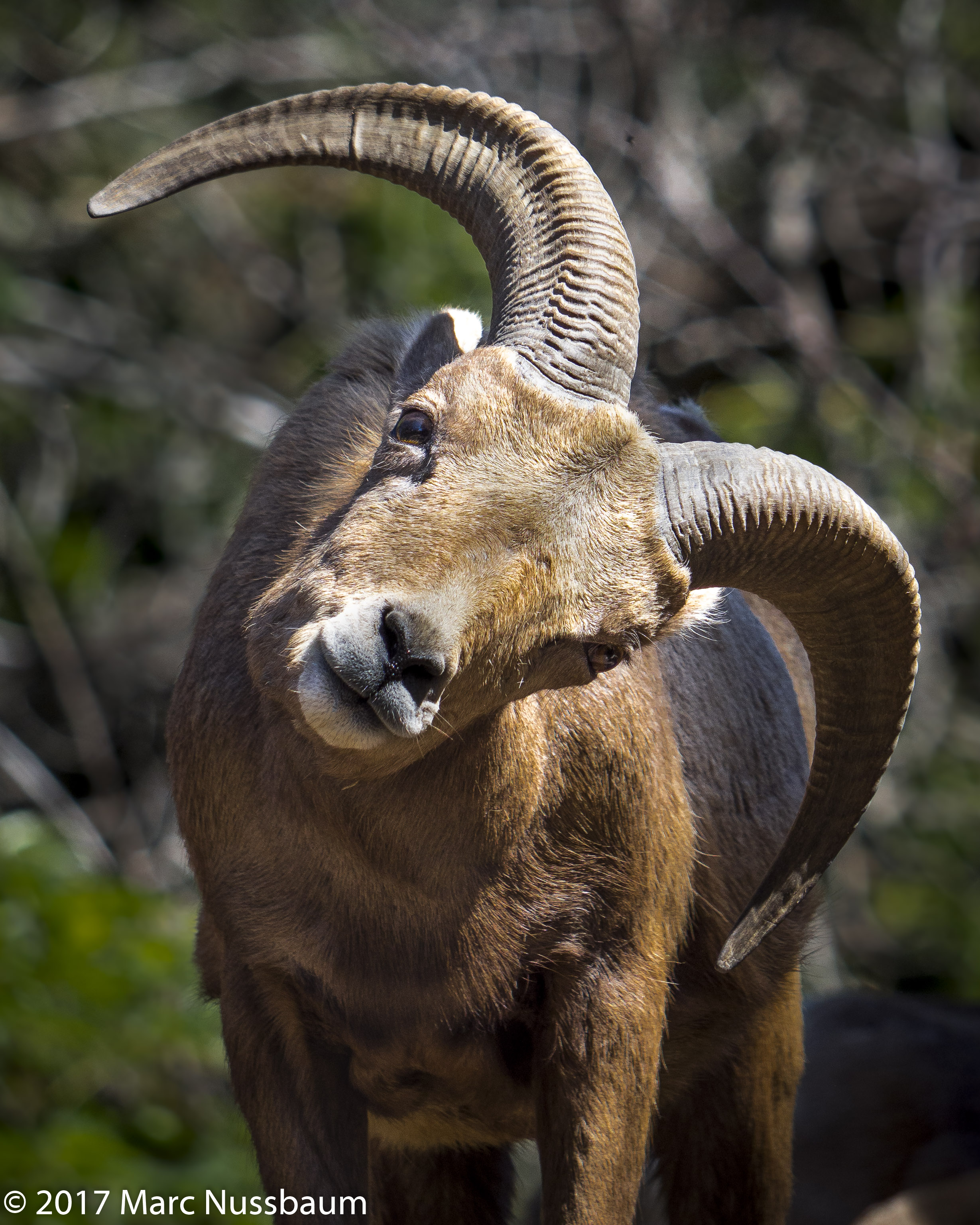 Say what? Big HornSheep