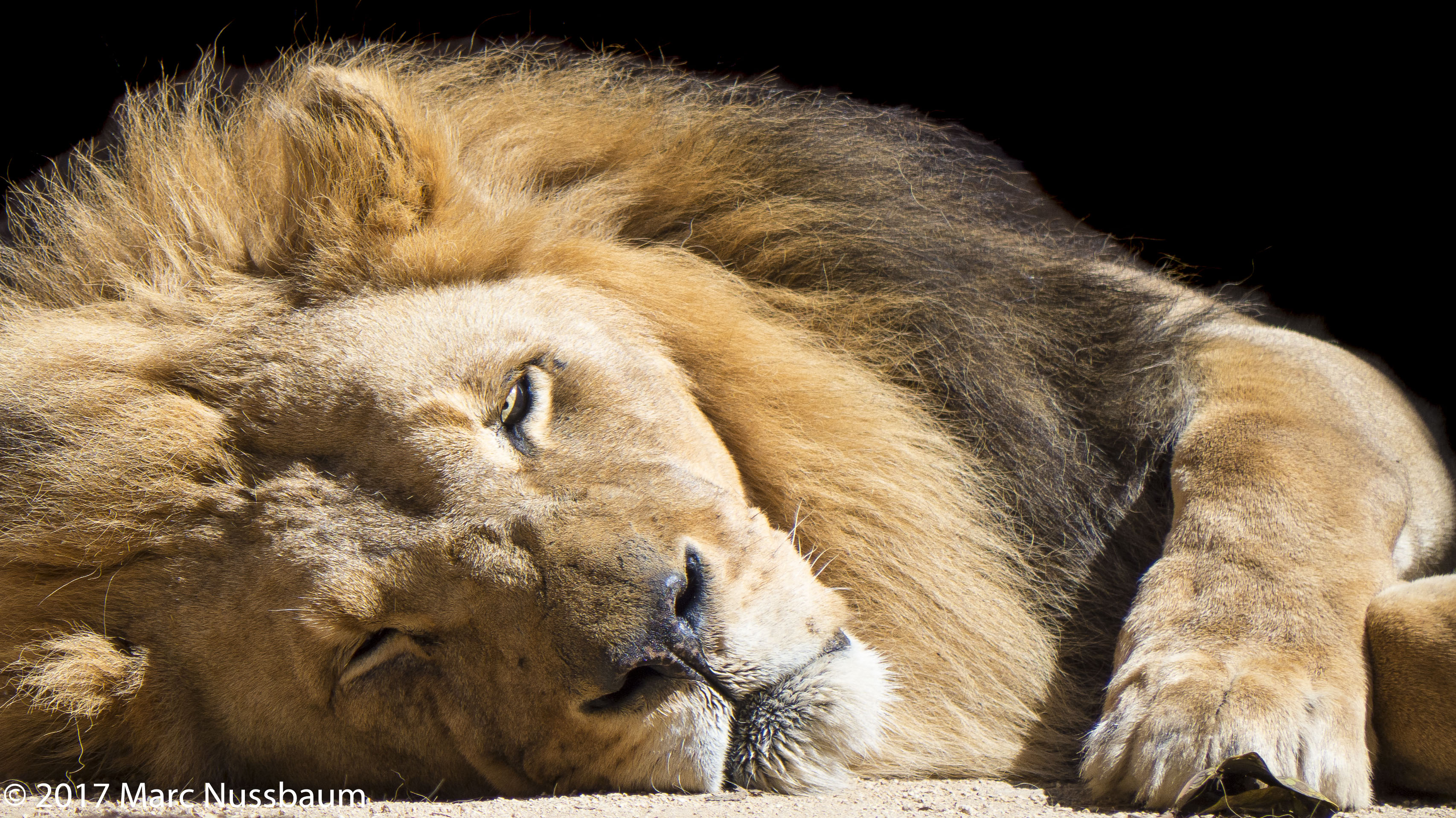 One Eye Open- Lion