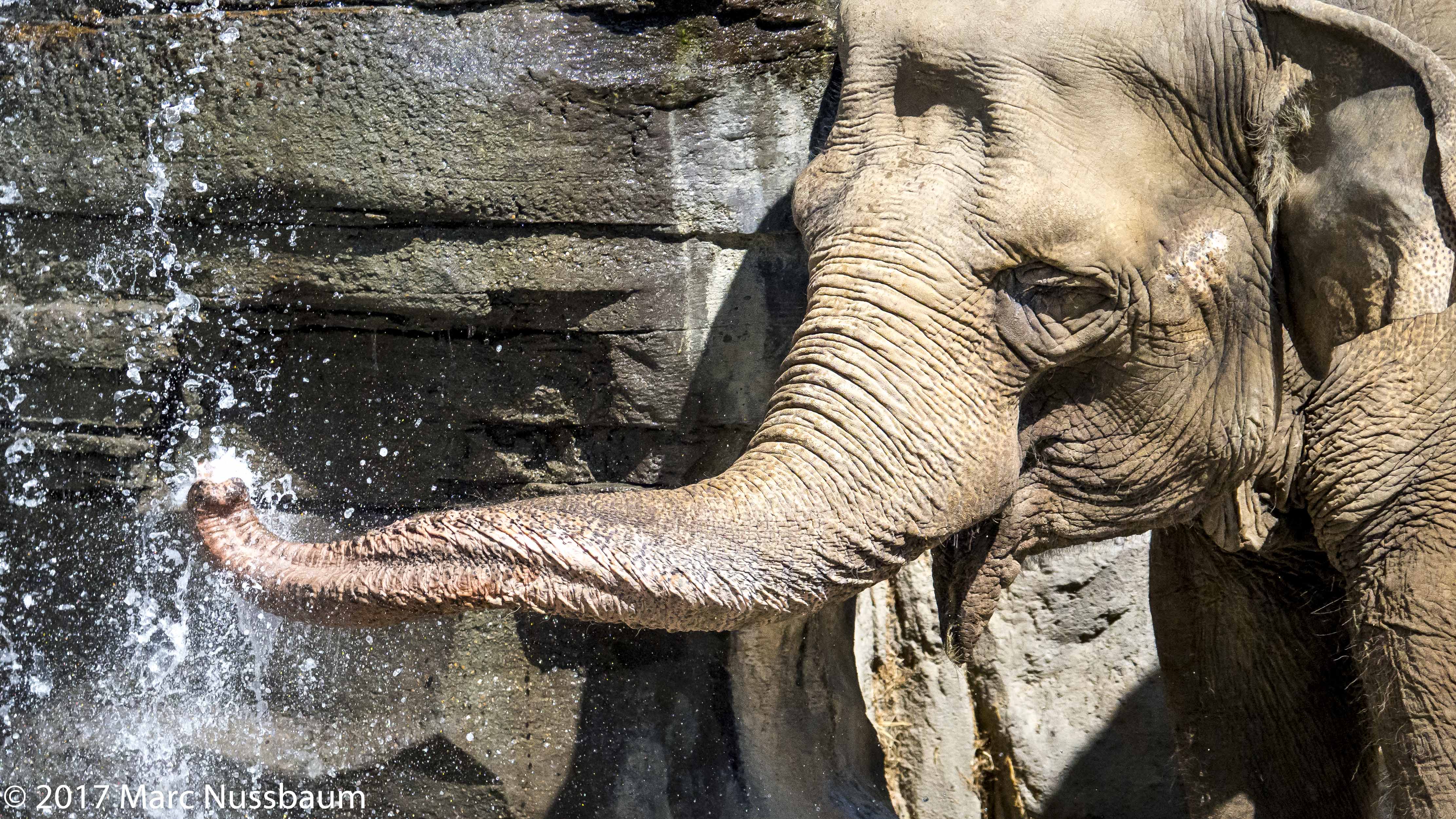 Miller Time- Elephant