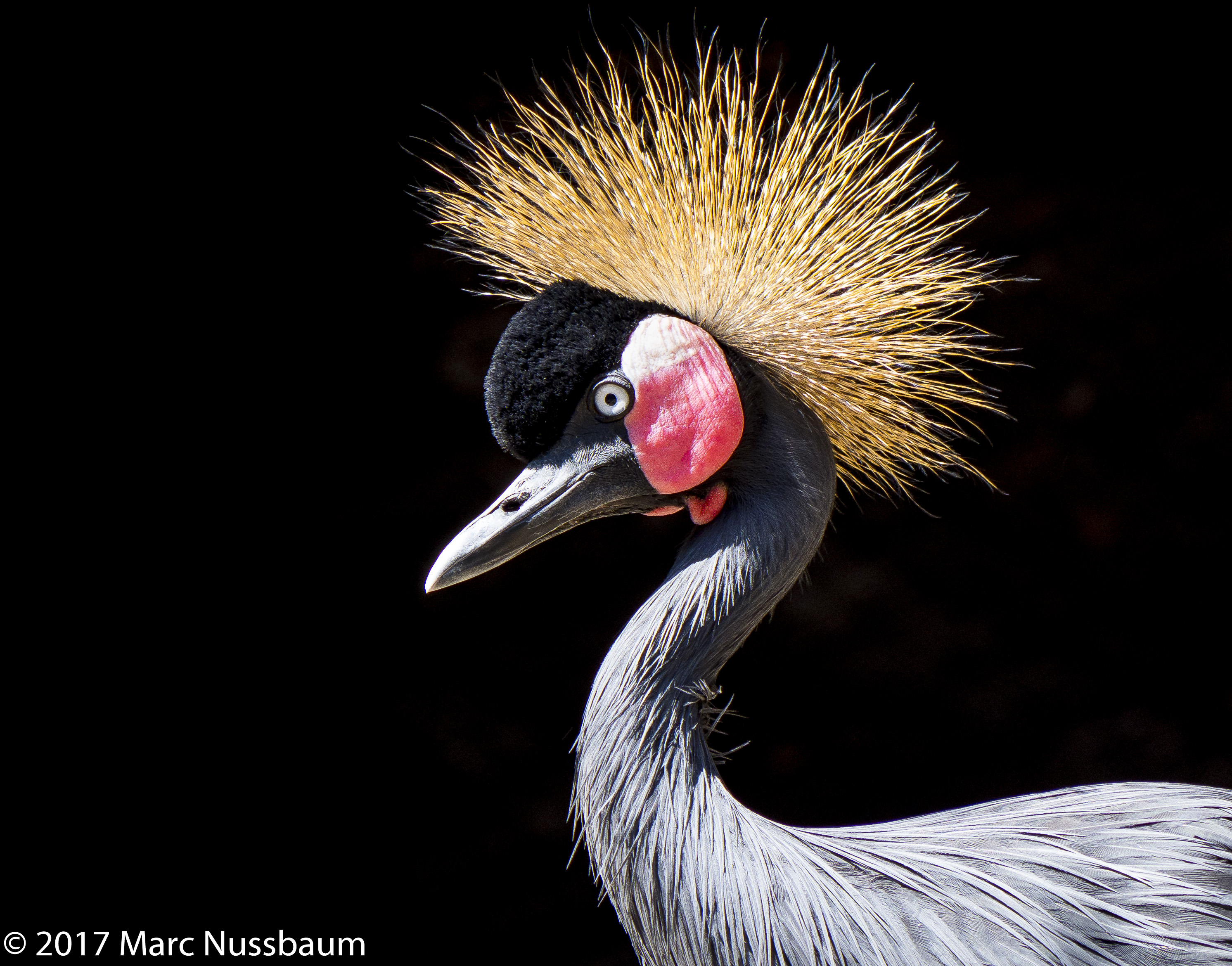 West African Crested Crane
