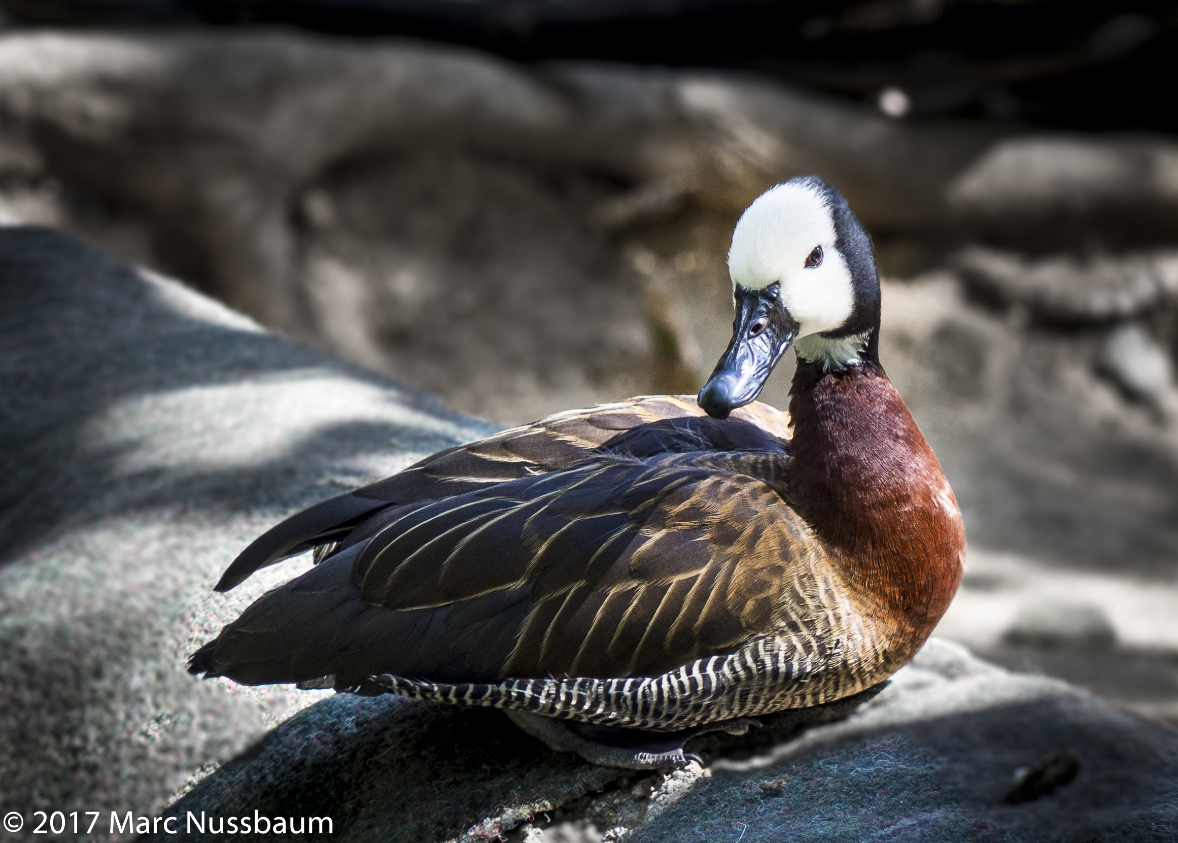 Duck