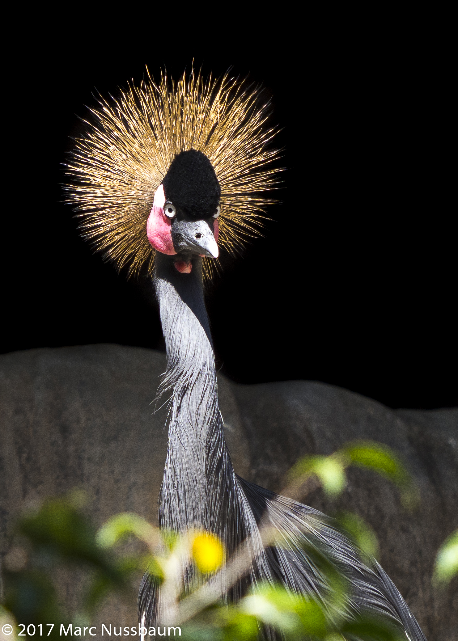 West African Crested Crane