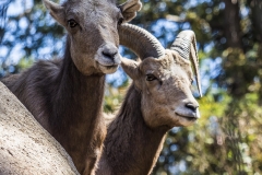 Big Horn Sheep