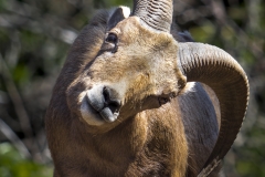 Say what? Big HornSheep