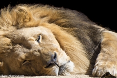 One Eye Open- Lion