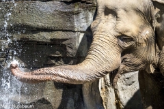 Miller Time- Elephant