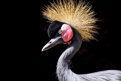 West African Crested Crane